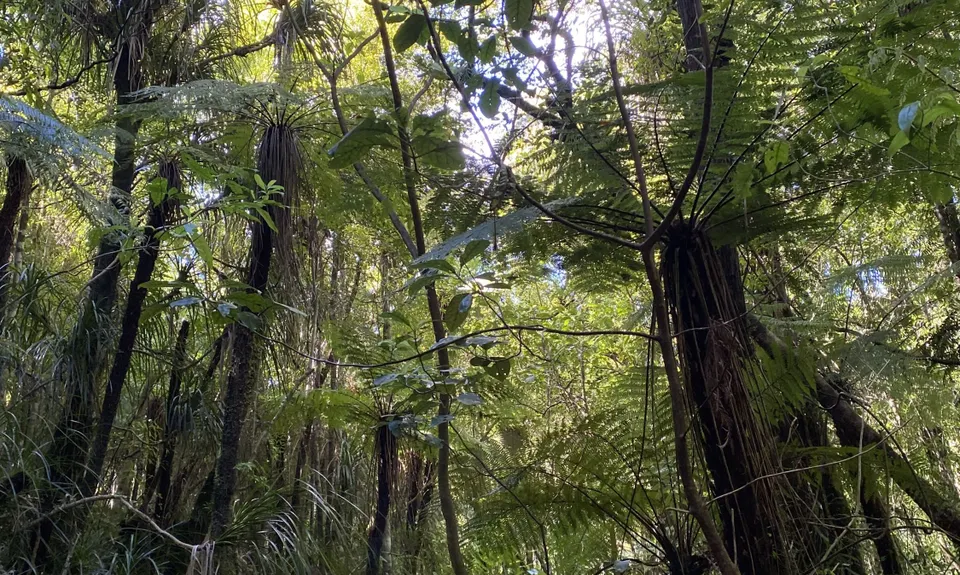 Can you Karanga-hack it, Waikato