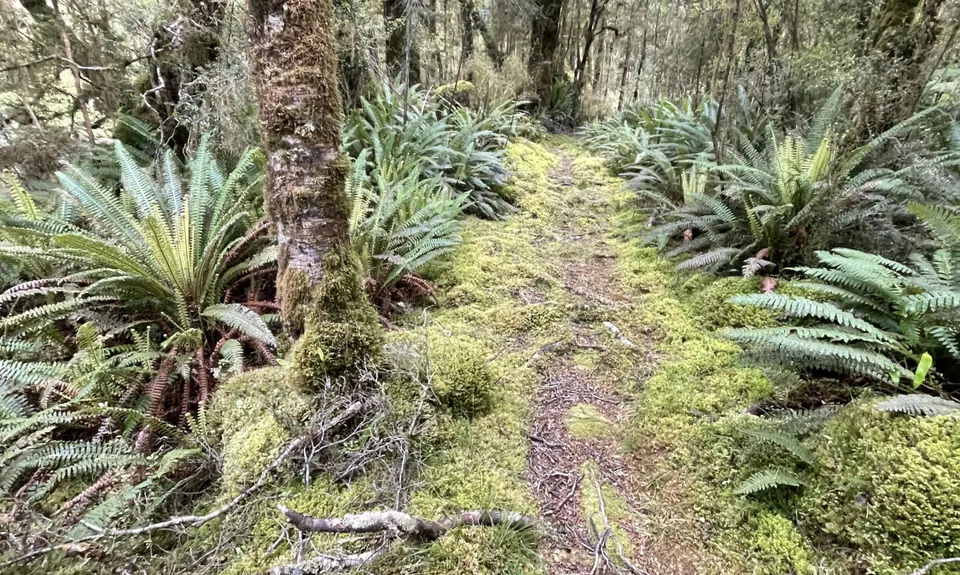 Catlins River Track, Otago