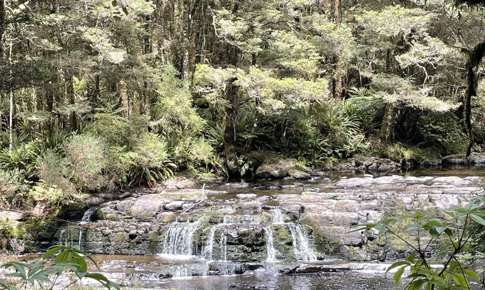 Catlins River Track, Otago