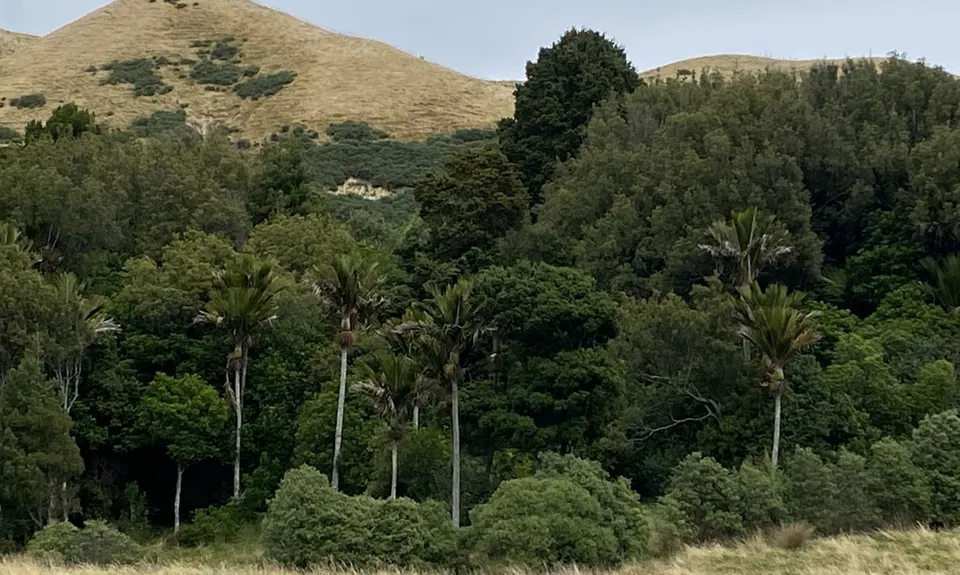 Whararoa Farm Steps, Wellington