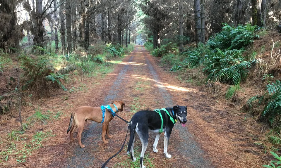 Waitarere Forest, Manawatu - Wanganui