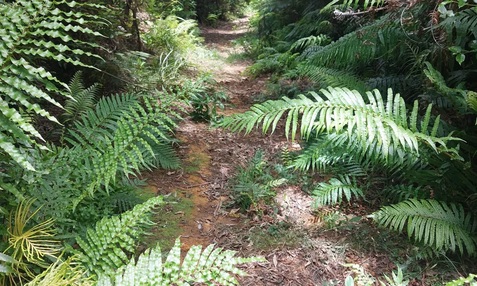 Challenge Track, Auckland