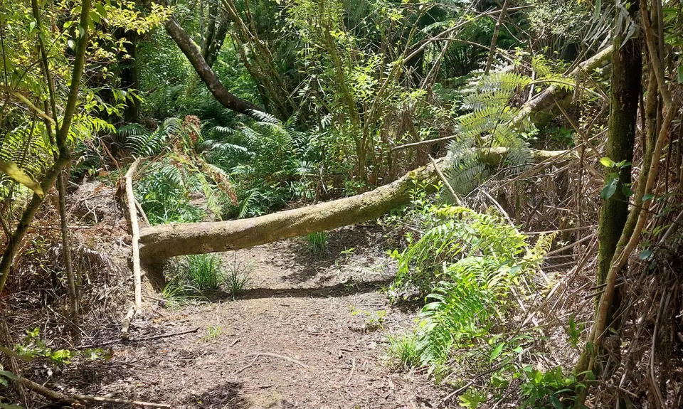 Challenge Track, Auckland