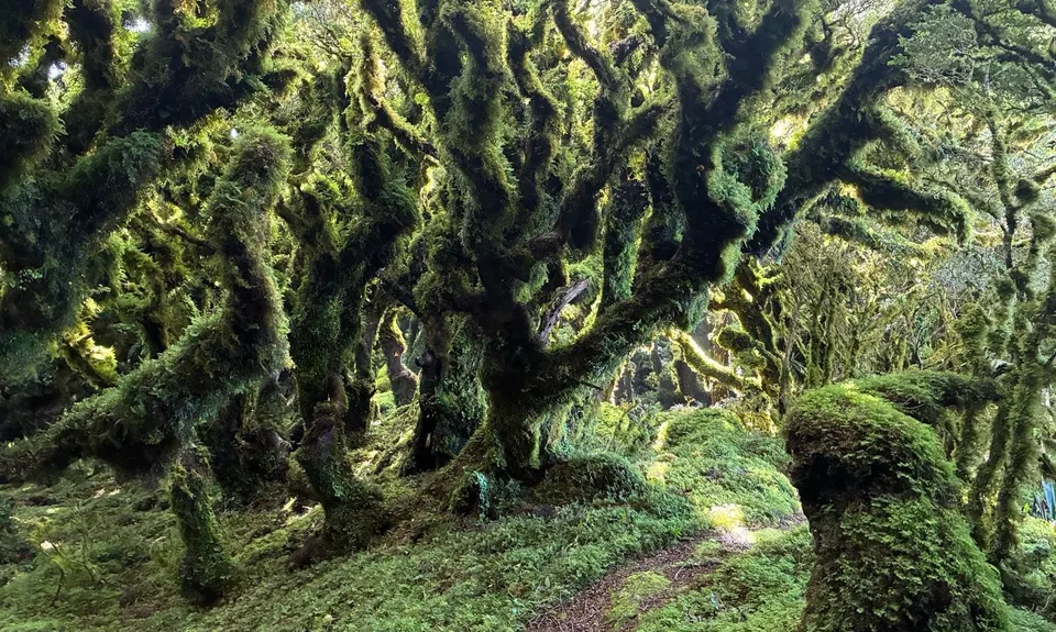 Cone Ridge Loop, Wellington