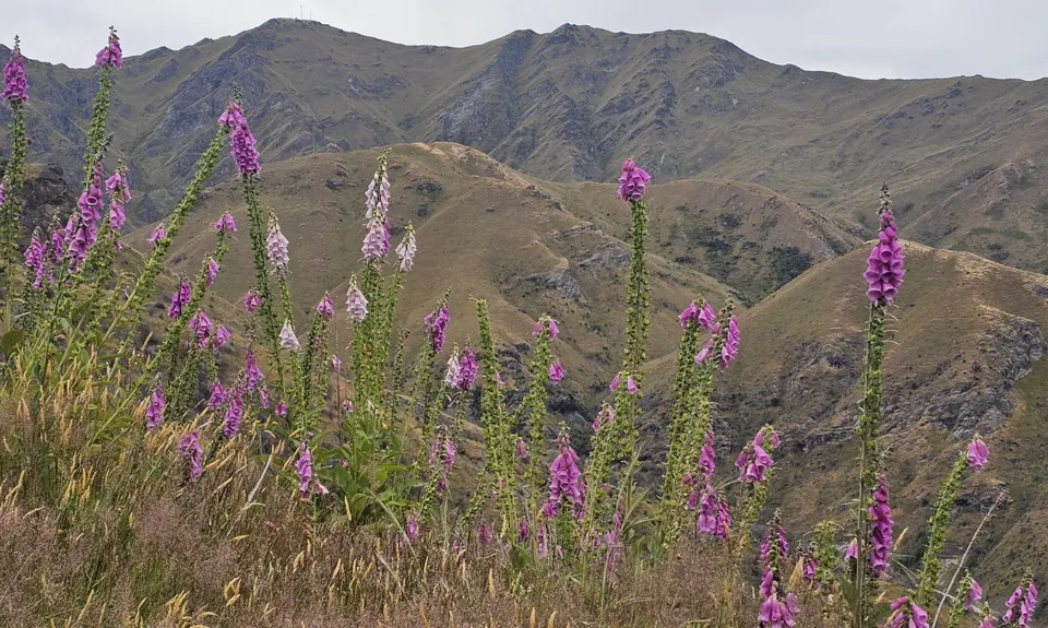 Coronet Loop, Otago