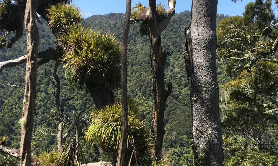 Aorangi Undulator, Wellington