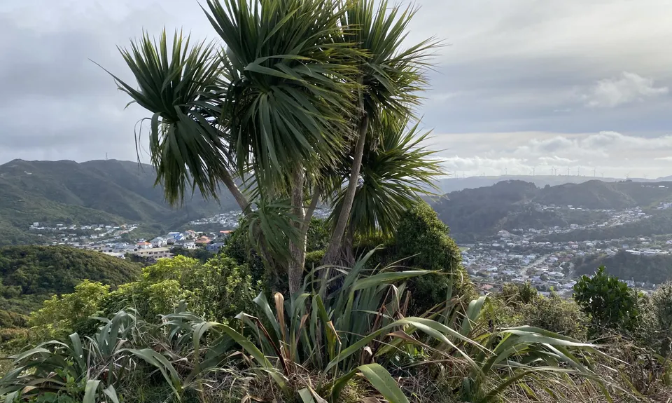Biblical, Wellington