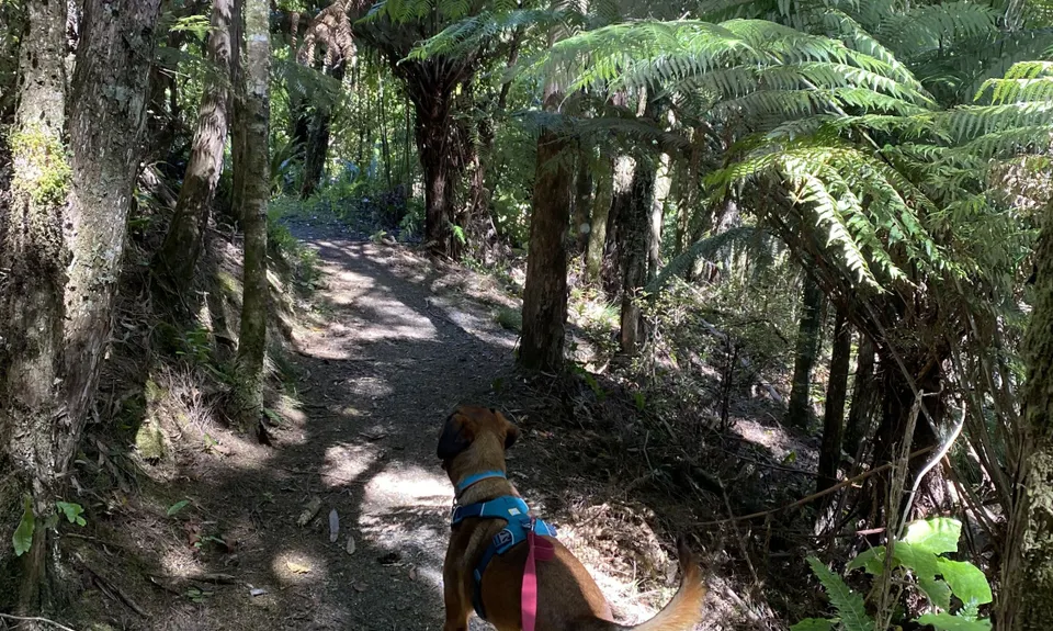 Rata Ridge, Wellington