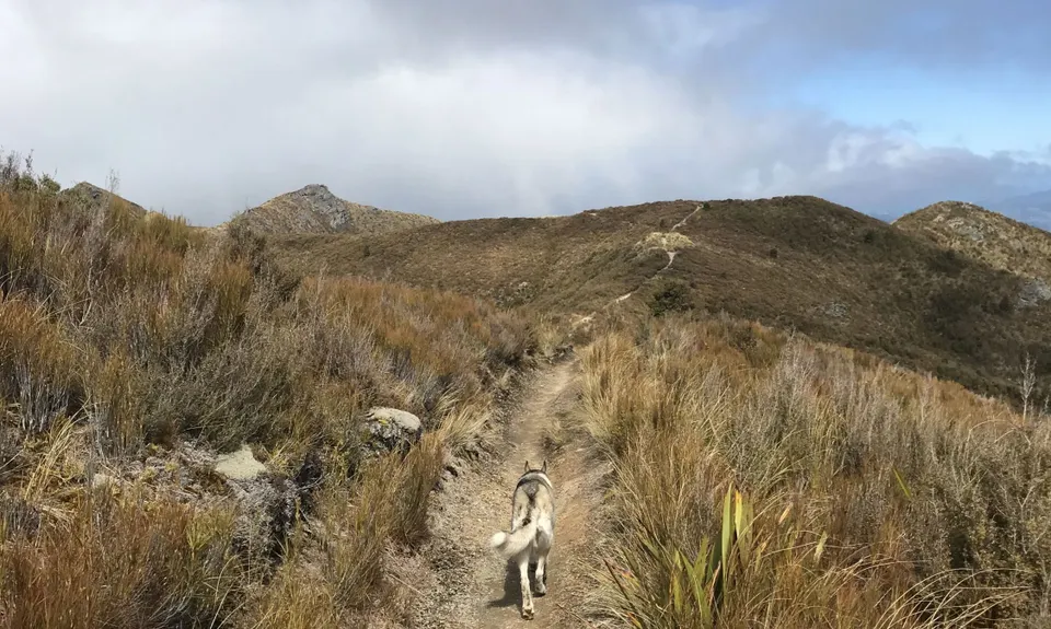 Silverpeaks Classic Loop, Otago