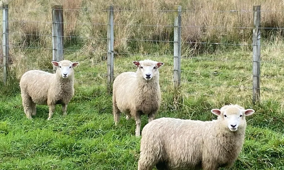 Whararoa Farm Steps, Wellington
