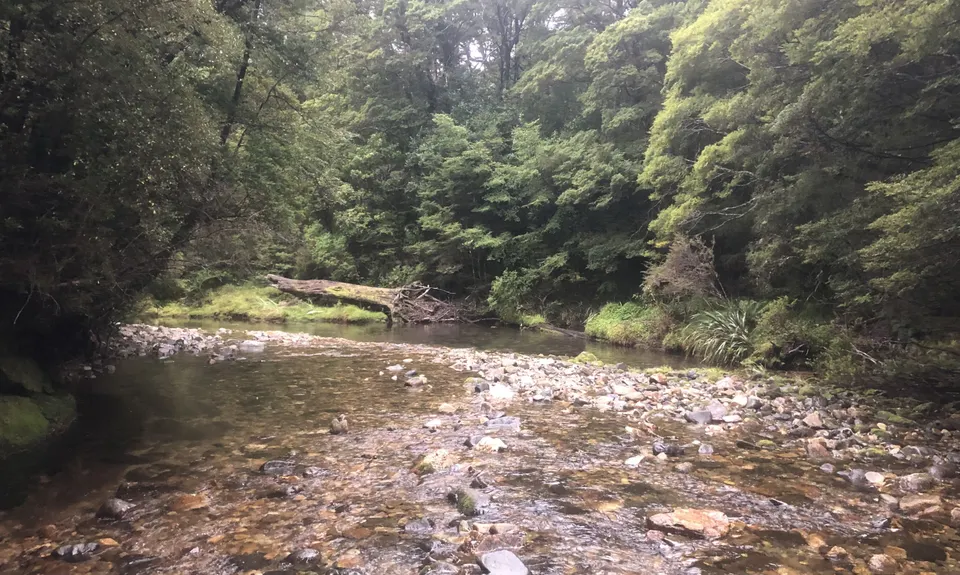 The Rameka to Pigeon Dance, Tasman