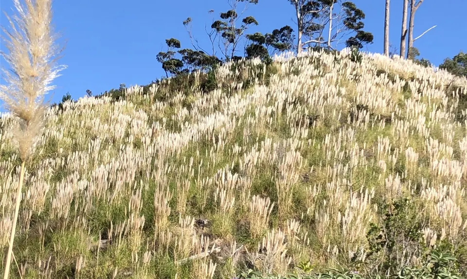 Not my left eye, it's Maraetai!, Auckland