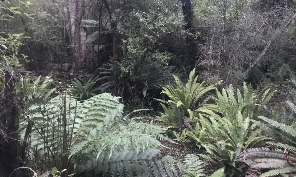 The Tautuku Tiptoe, Otago