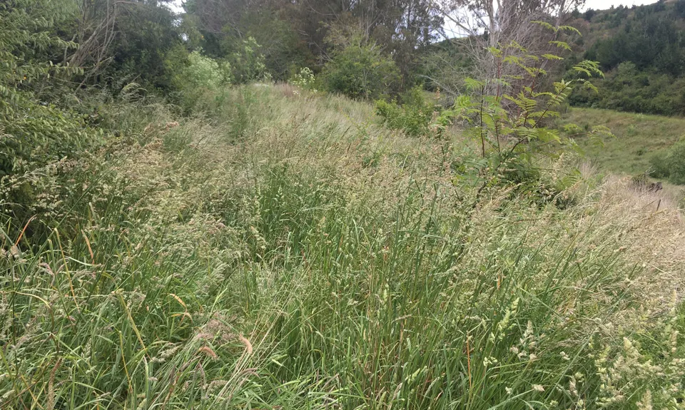 Glen Eden Reserve Loop, Otago