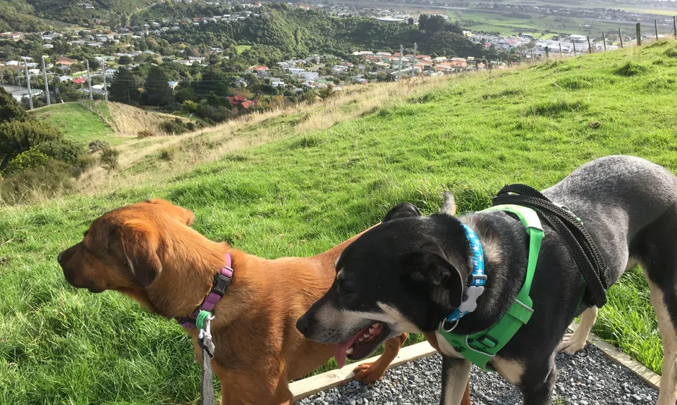 Bright Ridge Skyline Trail, Wellington