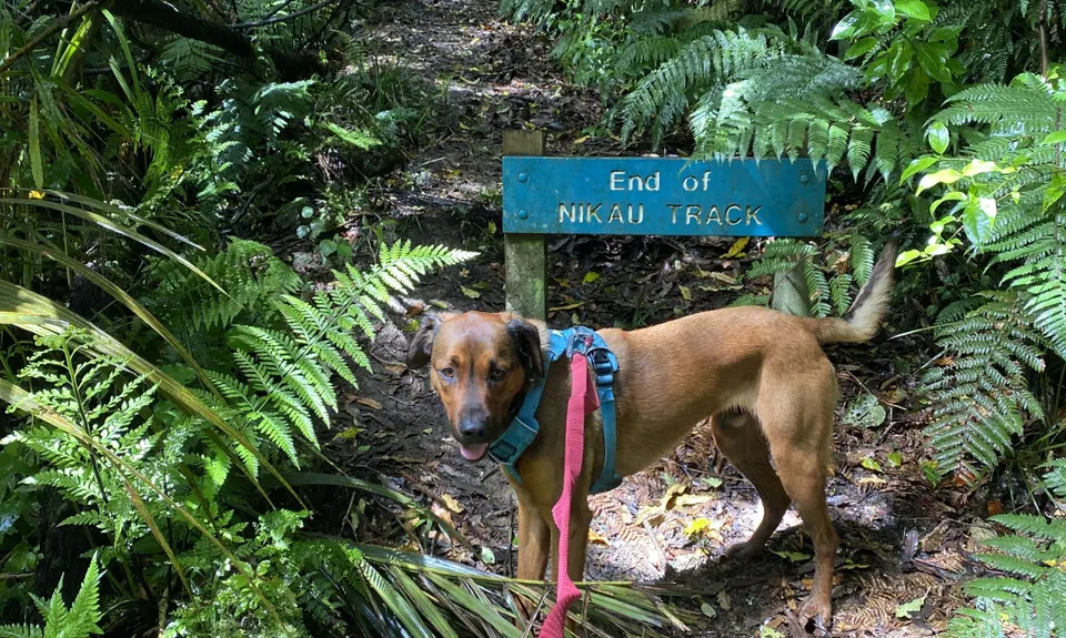 Wainuiomata Recreation Area, Wellington