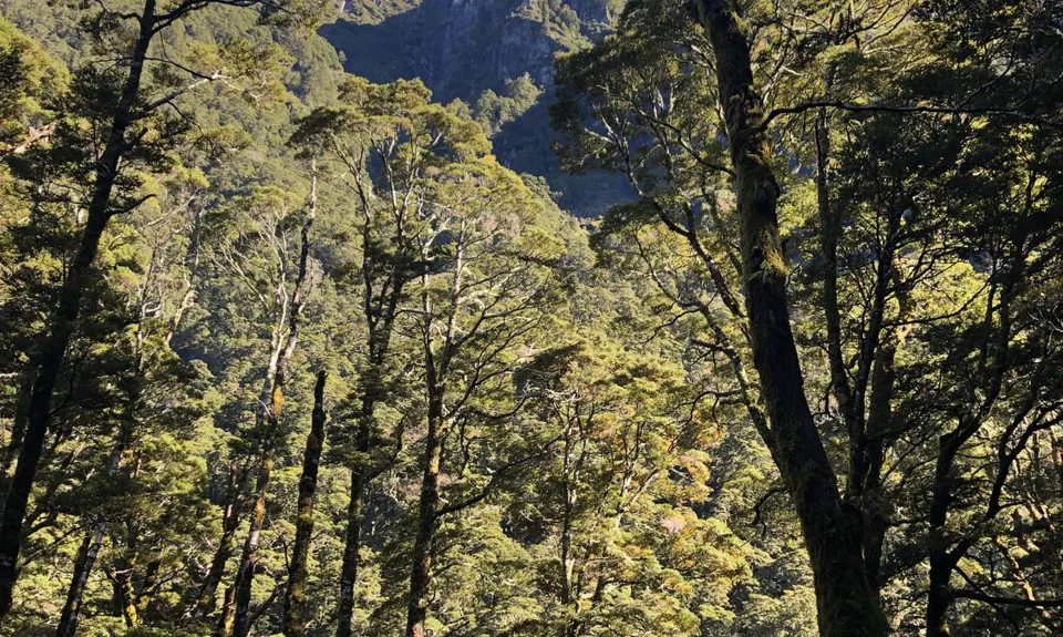 Rob Roy Glacier Track, Otago