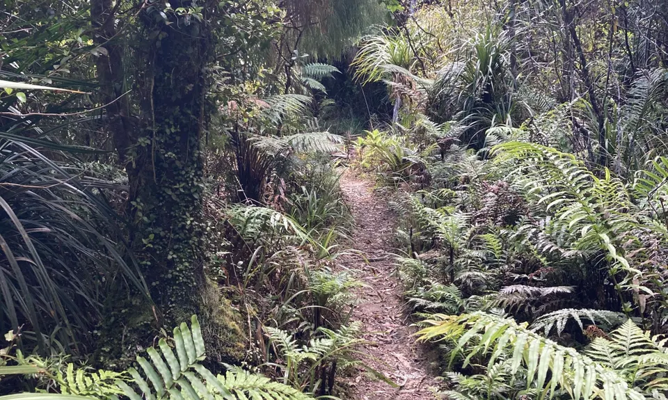 Lindemann's Loop, Bay of Plenty