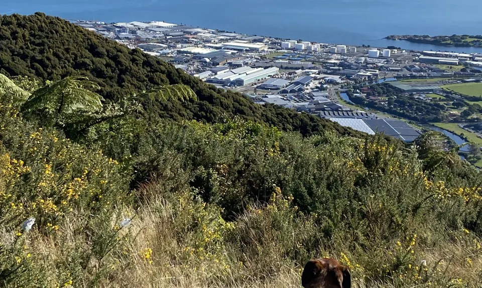 Te Whiti Firebreak Calf Burn, Wellington