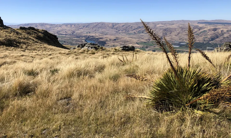 Bullock Track , Otago
