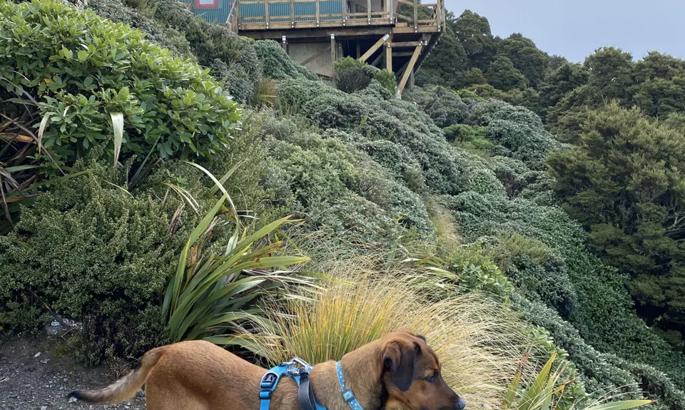 Powell Hut, Wellington