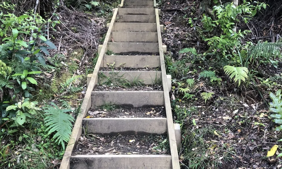 Suspension Bridge Track , Auckland
