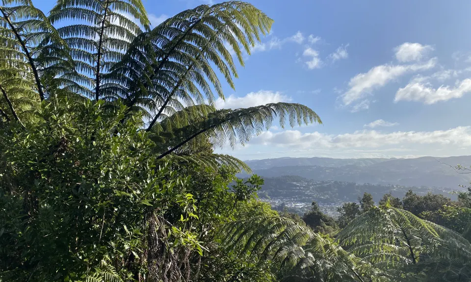 Tawhai Loop, Wellington