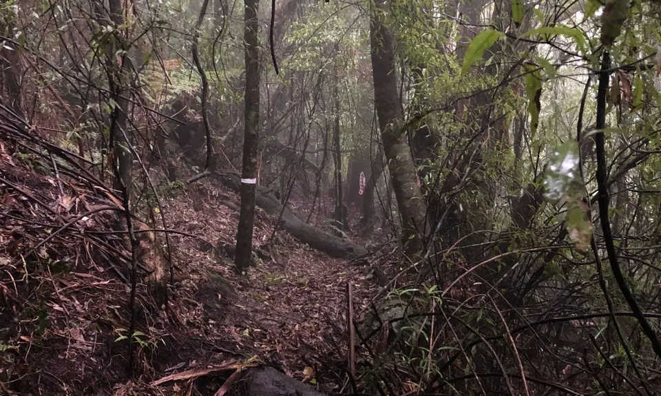 RTRC Club Track Loop, Bay of Plenty