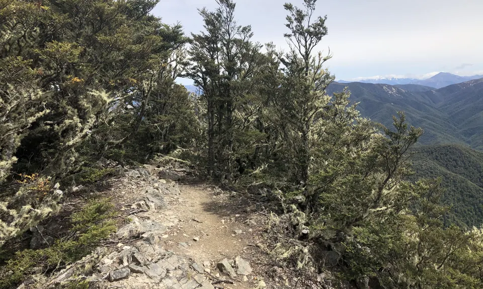 Mt Oxford Half, Canterbury