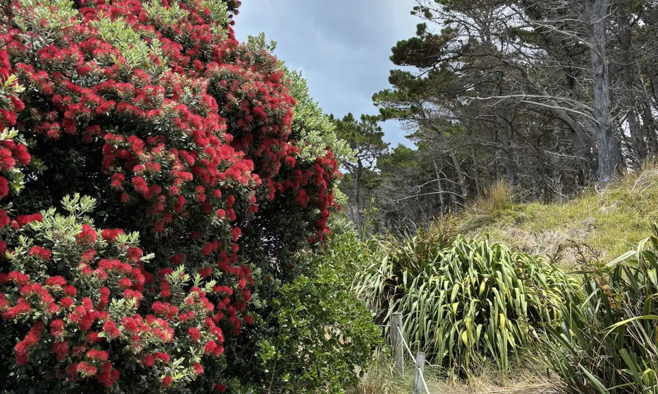 Deliverance Cove & Lighthouse Loop, Wellington