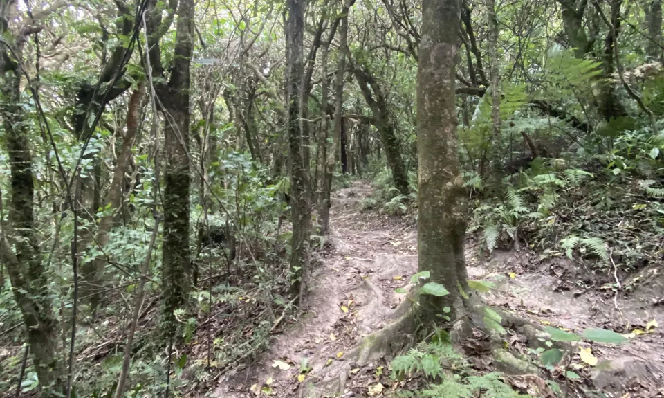 Otari-Wilton's Bush Loop, Wellington