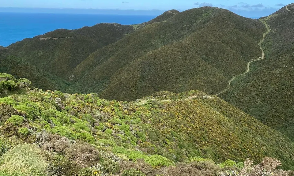 Swallow's loop, Wellington