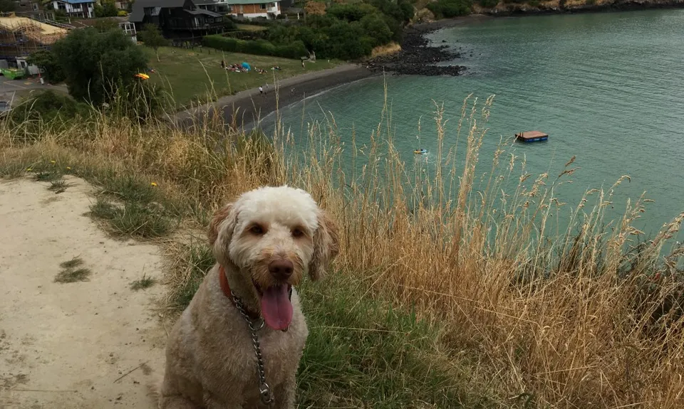 Dog Sniffing Rhythms - Harbour Crusin', Canterbury