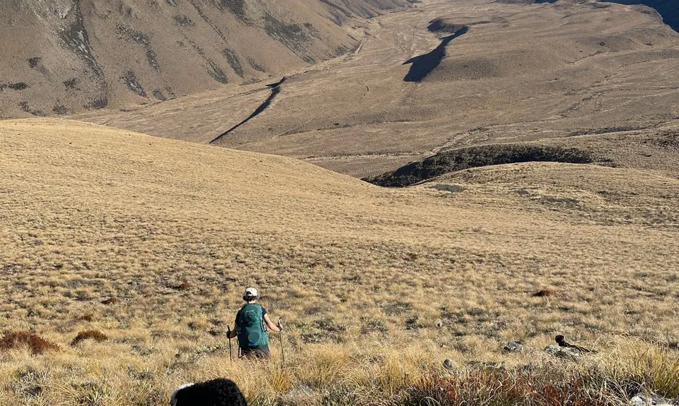 Dogs Hill 