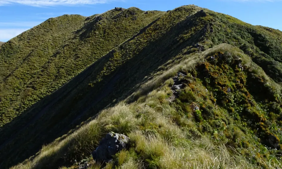 Jumbo/Pukeahurangi