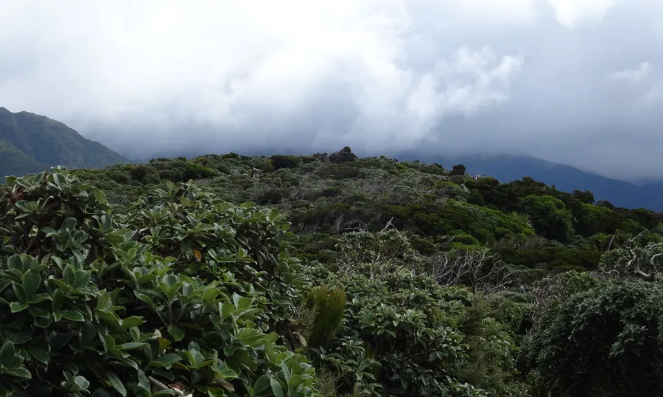 Te Pohatu