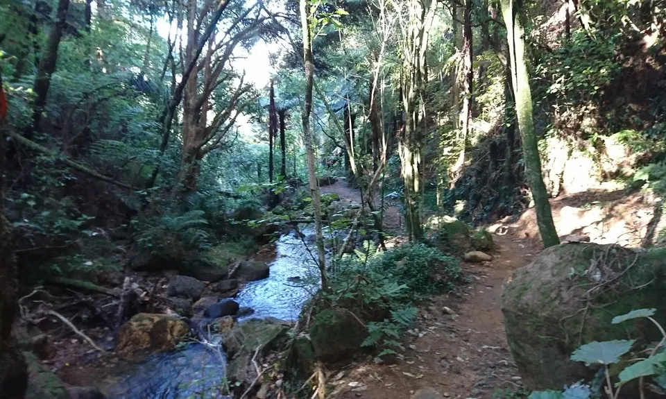 Karangahake Gold, Waikato