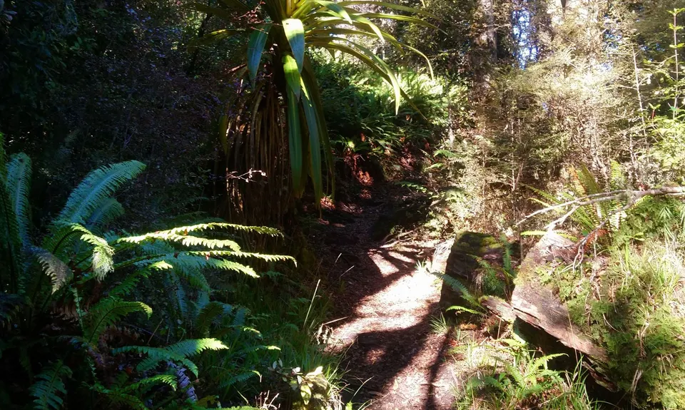 Mt Urchin Magic, Waikato