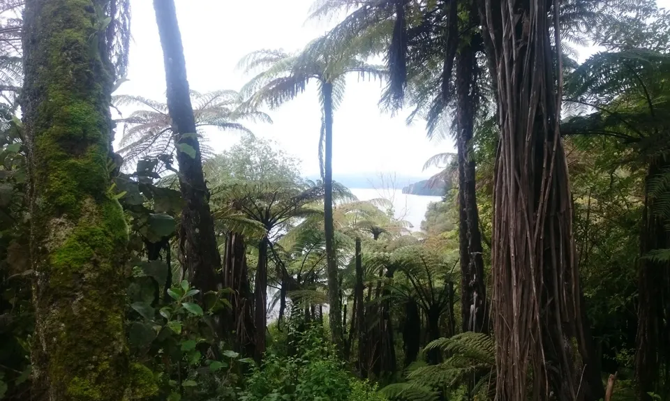 Tarawera Trail Route Recce, Bay of Plenty