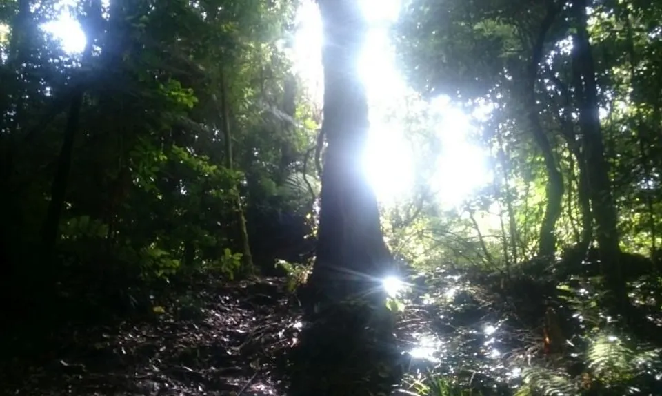 Ninja Stealth Urban Trail, Taranaki