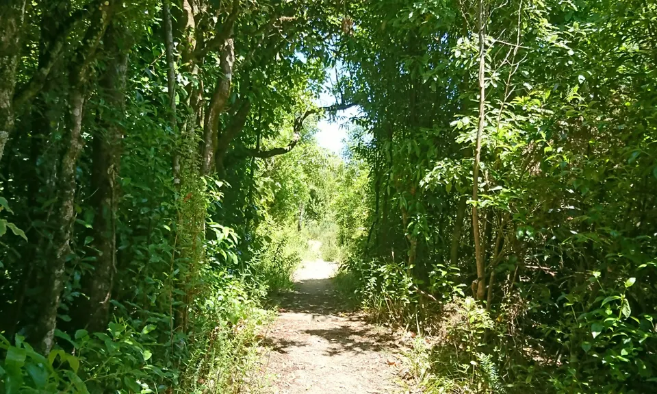 Kakepuku Climb, Waikato
