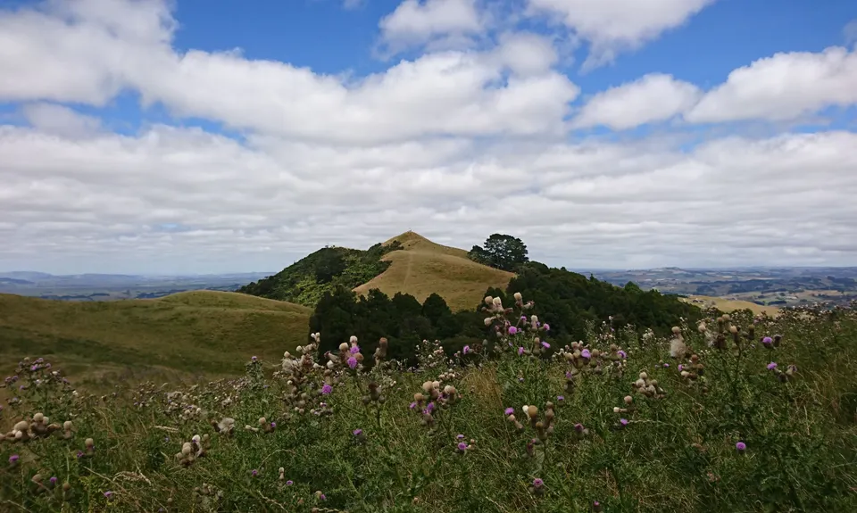 Mt William Wacky Walkway, Auckland