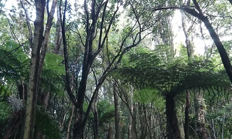 Otawa Lodge & Otawa Trig Loop, Bay of Plenty