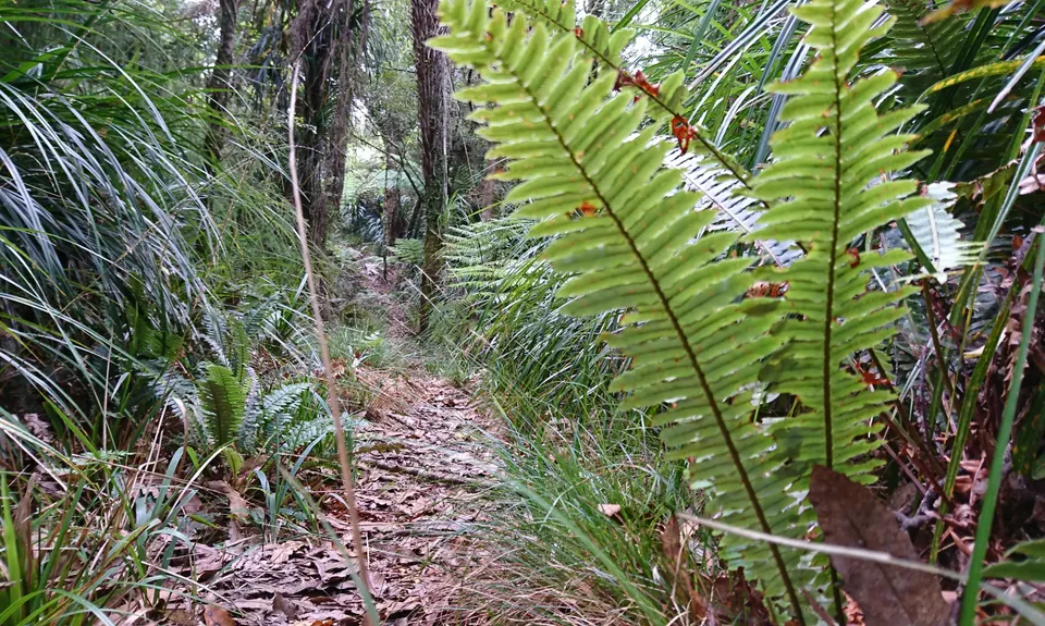Otawa Lodge & Otawa Trig Loop, Bay of Plenty