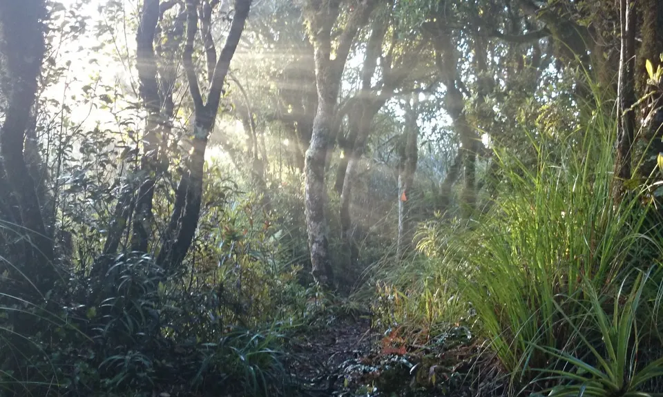 Pirongia Loop of Awesomeness, Waikato