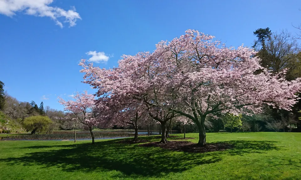 Te Koutu Has It All, Waikato