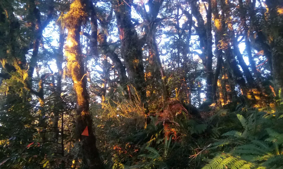Block XVI Loop, Wellington