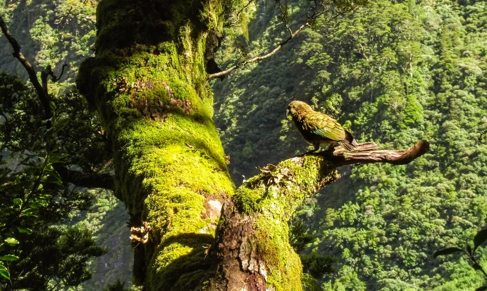 Milford Track , Southland