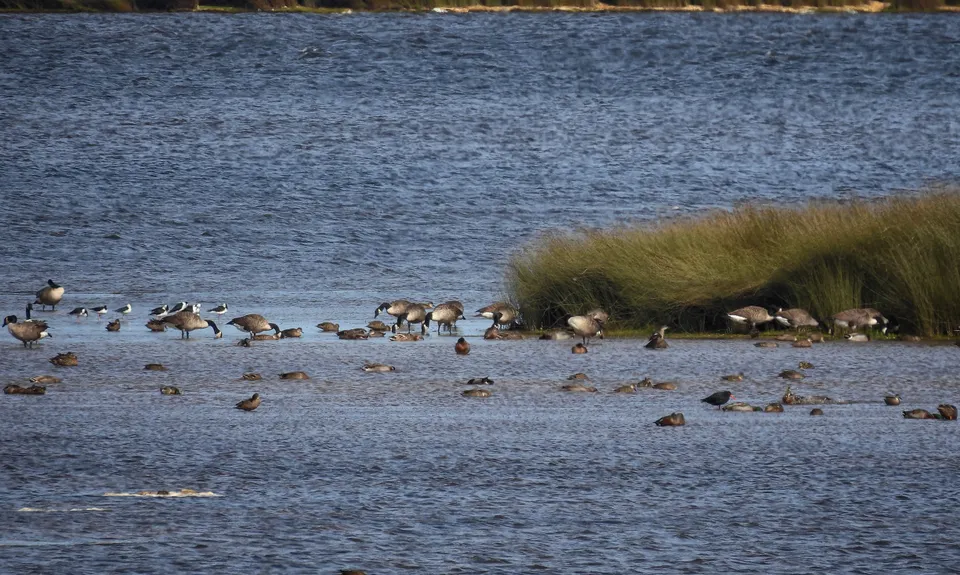 Waituna Wetlands, Southland