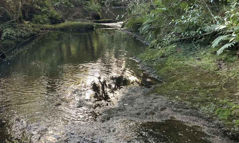 Fernhill & Burnside Escarpments, Auckland